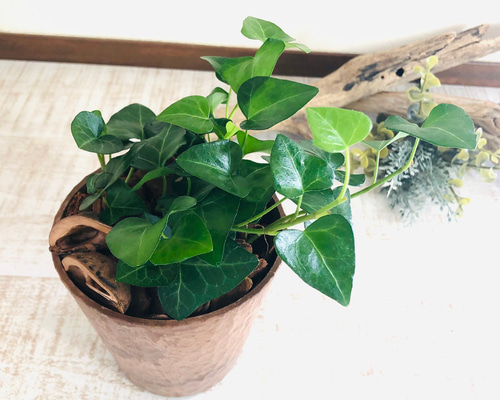 ハートアイビー 3号 ヒノキの香る鉢 観葉植物 インテリア アロマ