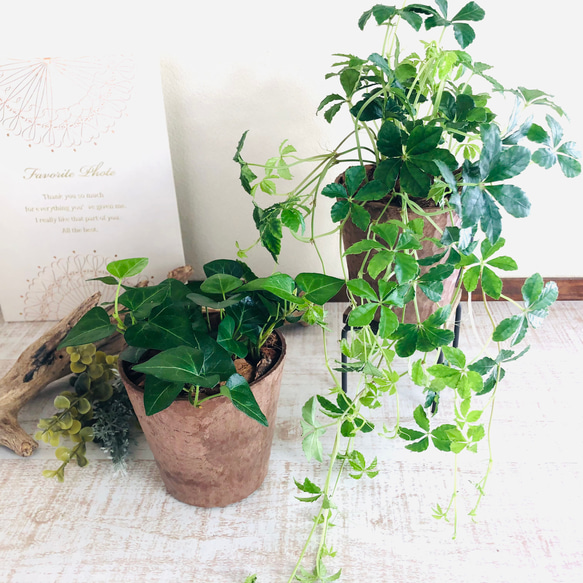 lovelyセット　シュガーバイン　ハートアイビー　ヒノキの香る鉢　3号　観葉植物　インテリア　アロマ　ギフト 1枚目の画像