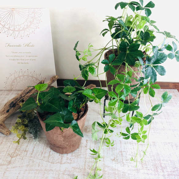 lovelyセット　シュガーバイン　ハートアイビー　ヒノキの香る鉢　3号　観葉植物　インテリア　アロマ　ギフト 2枚目の画像