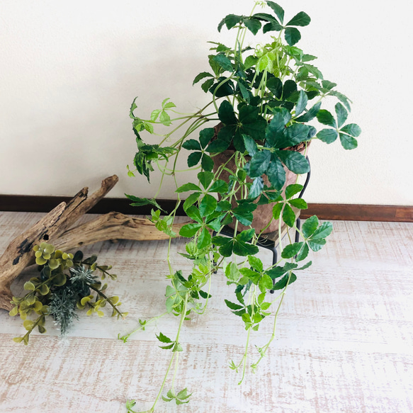 lovelyセット　シュガーバイン　ハートアイビー　ヒノキの香る鉢　3号　観葉植物　インテリア　アロマ　ギフト 3枚目の画像