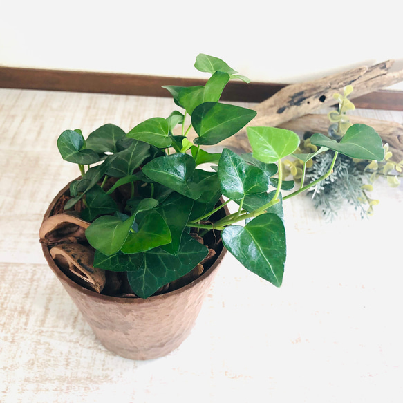 lovelyセット　シュガーバイン　ハートアイビー　ヒノキの香る鉢　3号　観葉植物　インテリア　アロマ　ギフト 4枚目の画像