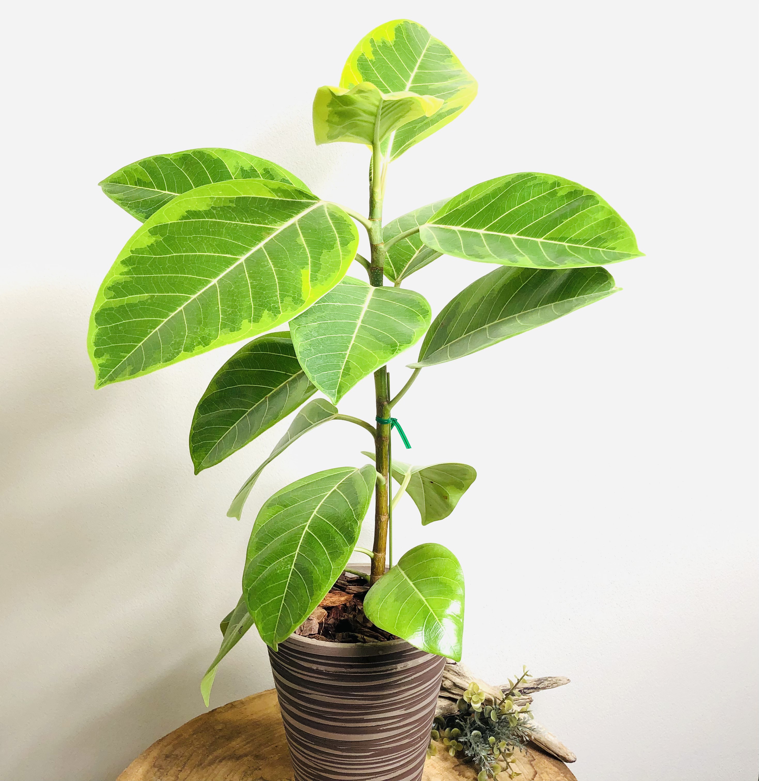 【専用】rodin様　フィカスアルテシマ フィカス・アルテシマ まがり XL #2 【首都圏限定】 | 観葉植物