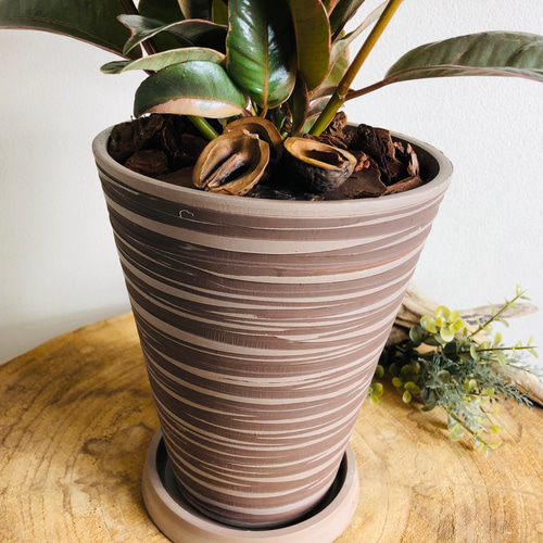 ラセン仕立て 曲がり フィカス アルテシマ セメント鉢 | PLANTS