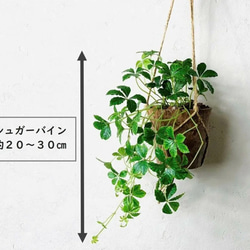 ハンギングアロマセット　シュガーバイン＆ハートアイビー　4号　壁掛け 観葉植物　インテリア 4枚目の画像