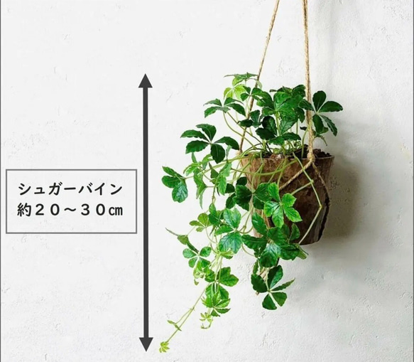 ハンギングアロマセット　シュガーバイン＆ハートアイビー　4号　壁掛け 観葉植物　インテリア 4枚目の画像