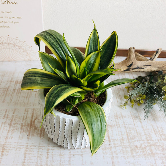 空気浄化plants サンスベリア『ハニーゴールデン』カール 3号