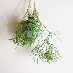 飾って楽しむ『リプサリス・クラバータ』グレーテラコッタプランター　観葉植物　インテリア　壁掛け 1枚目の画像