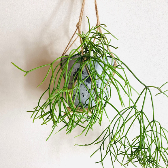 飾って楽しむ『リプサリス・クラバータ』グレーテラコッタプランター　観葉植物　インテリア　壁掛け 2枚目の画像