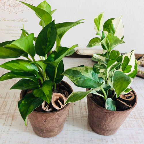 超希少）観葉植物 ポトス 手荒い グローバル エクセレント 2点セット NO1