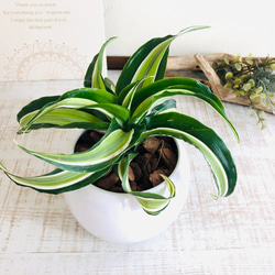 希少　ドラセナ　キュンティ　カール強　4号鉢 2026年最新】ドラセナ キュンティの人気アイテム - メルカリ