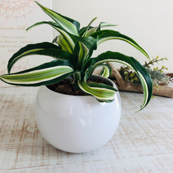 希少『ドラセナ マライカ』丸型陶器鉢　観葉植物　インテリア 3枚目の画像
