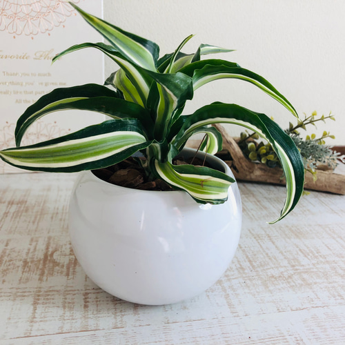 花器 陶器製 希少品 希少『ドラセナ マライカ』丸型陶器鉢 観葉植物 インテリア その他