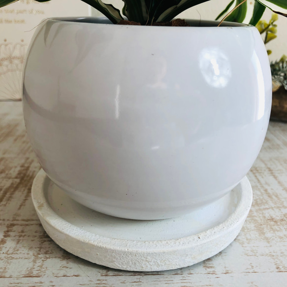 希少『ドラセナ マライカ』丸型陶器鉢　観葉植物　インテリア 5枚目の画像