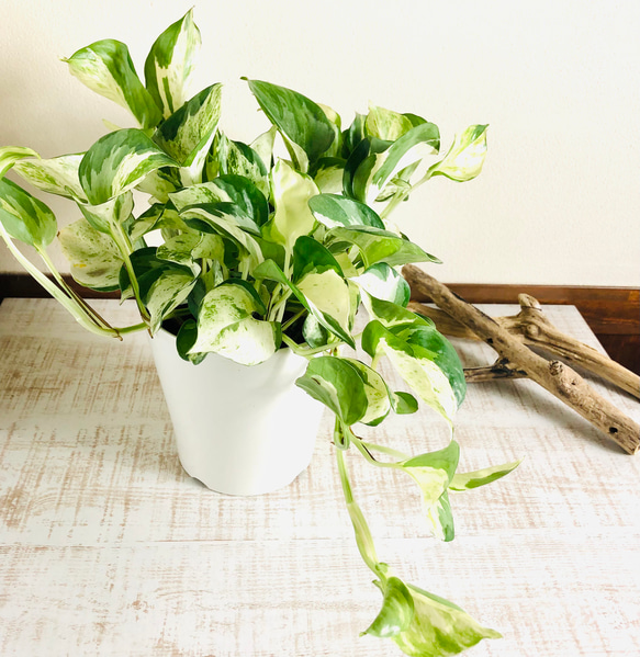 もっとも美しい　ポトス『ステータス』白鉢　5号　インテリア 観葉植物　引っ越し祝い　新築祝い　 1枚目の画像