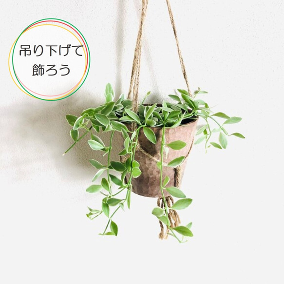 吊るして飾る　ディスキディア　シュガーエメラルド　ハンキングアロマ鉢 3号　壁掛け　インテリア　観葉植物 1枚目の画像