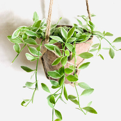 吊るして飾る　ディスキディア　シュガーエメラルド　ハンキングアロマ鉢 3号　壁掛け　インテリア　観葉植物 2枚目の画像