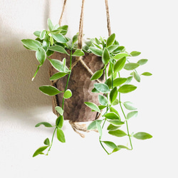 吊るして飾る　ディスキディア　シュガーエメラルド　ハンキングアロマ鉢 3号　壁掛け　インテリア　観葉植物 3枚目の画像