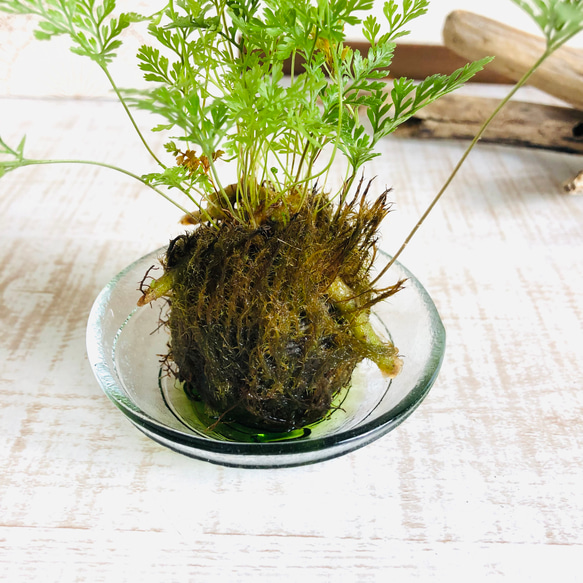 苔玉　シノブ　小さい盆栽　可愛いサイズ　青　受け皿付き　インテリア　観葉植物 3枚目の画像