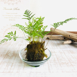 苔玉　シノブ　小さい盆栽　可愛いサイズ　青　受け皿付き　インテリア　観葉植物 4枚目の画像