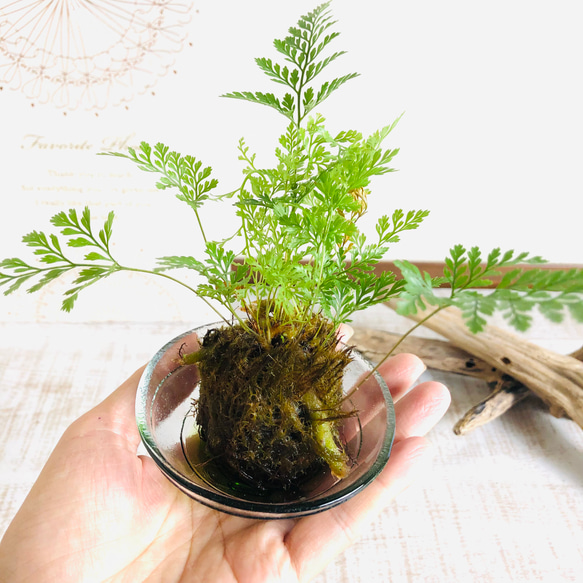苔玉　シノブ　小さい盆栽　可愛いサイズ　青　受け皿付き　インテリア　観葉植物 5枚目の画像
