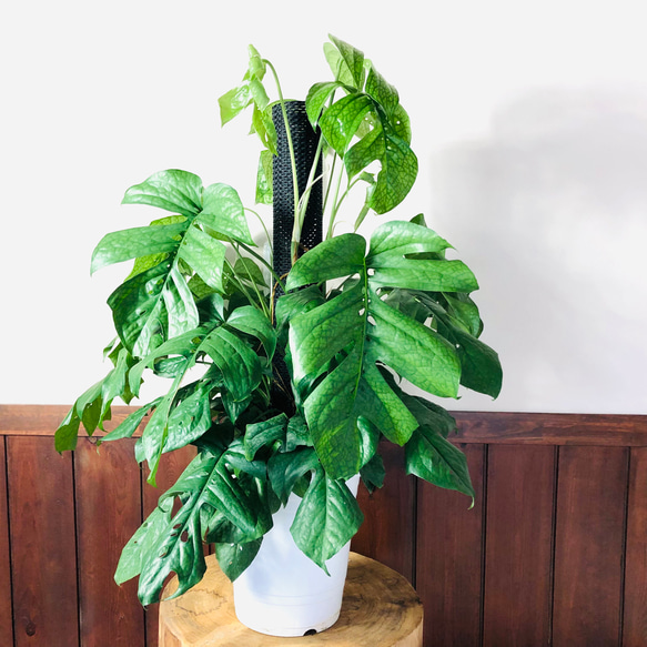 橋*矢様 【珍希少】Monstera deliciosa 選抜個体'奇形葉'スペ 橋*矢様 【珍希少】Monstera deliciosa 選抜個体'奇形葉'スペ 橋