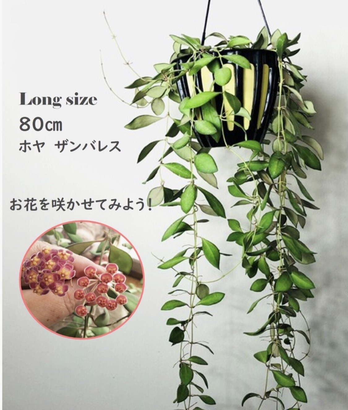 hoya ホヤ フィルラ ロング 4号 ホヤ：ロツンデフォリア 4号吊り鉢** の通販 | 園芸ネット