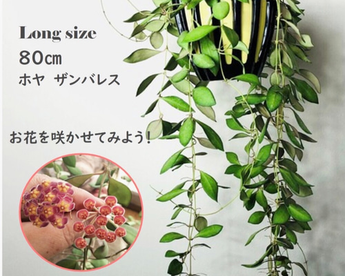 hoya ホヤ フィルラ ロング 4号 ホヤ(桜ラン)・ロンギフォリア 【観葉植物 リビングやオフィス
