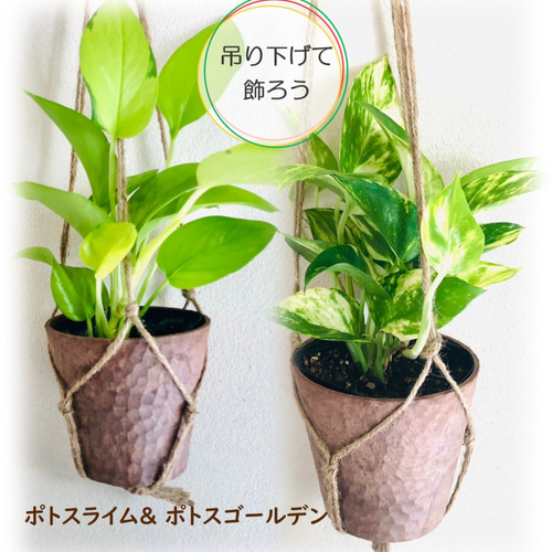 ポトス AWドリーム ハンギング