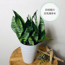 空気浄化plants サンスベリア『スパーバ』5号　受け皿付き　ホワイト　観葉植物　インテリア 1枚目の画像