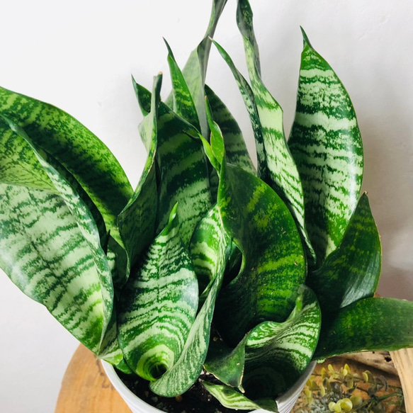 空気浄化plants サンスベリア『スパーバ』5号　受け皿付き　ホワイト　観葉植物　インテリア 3枚目の画像
