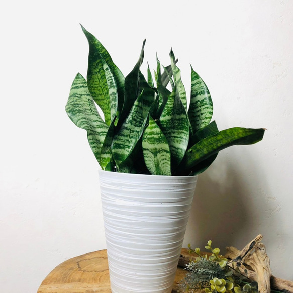 空気浄化plants サンスベリア『スパーバ』5号　受け皿付き　ホワイト　観葉植物　インテリア 4枚目の画像