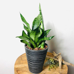空気浄化plants サンスベリア『スパーバ』5号　受け皿付き　ブラック　観葉植物　インテリア 4枚目の画像