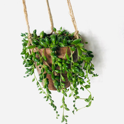 ハンギングアロマセット　シュガーバイン＆グリーンネックレス　壁掛け 観葉植物　インテリア 5枚目の画像