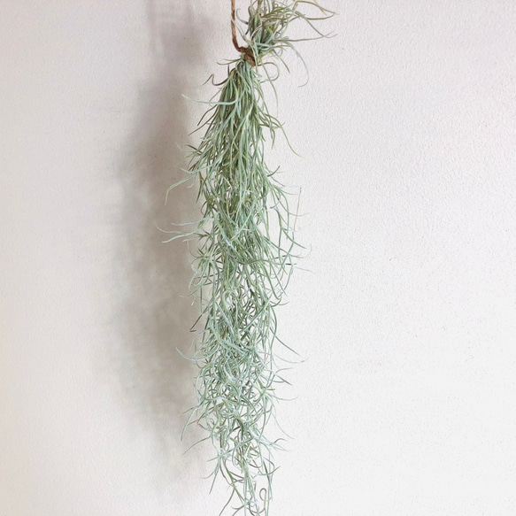 エアプランツset キセログラフィカ　スパニッシュモス 観葉植物  インテリア 6枚目の画像