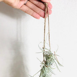 エアプランツset キセログラフィカ　スパニッシュモス 観葉植物  インテリア 8枚目の画像