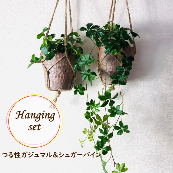木の香りがする　ハンギング　アロマ鉢セット　シュガーバイン　つる性ガジュマル　4号　壁掛け 観葉植物　インテリア 1枚目の画像