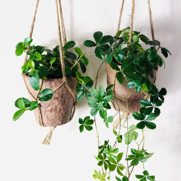 木の香りがする　ハンギング　アロマ鉢セット　シュガーバイン　つる性ガジュマル　4号　壁掛け 観葉植物　インテリア 2枚目の画像