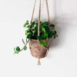 木の香りがする　ハンギング　アロマ鉢セット　シュガーバイン　つる性ガジュマル　4号　壁掛け 観葉植物　インテリア 6枚目の画像