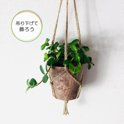 【大人気】木の香りがする　ハンギング　アロマ鉢　つる性ガジュマル　4号　壁掛け 観葉植物　インテリア 1枚目の画像