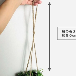 【大人気】木の香りがする　ハンギング　アロマ鉢　つる性ガジュマル　4号　壁掛け 観葉植物　インテリア 6枚目の画像