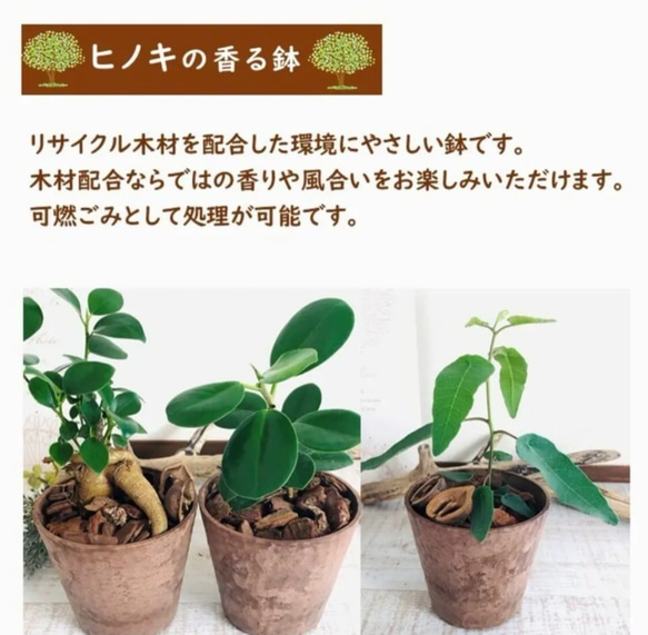 【大人気】木の香りがする　ハンギング　アロマ鉢　つる性ガジュマル　4号　壁掛け 観葉植物　インテリア 7枚目の画像