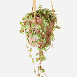 吊るして飾る　ピレア　グラウカ　ハンキングアロマ鉢　壁掛け　インテリア　観葉植物 2枚目の画像