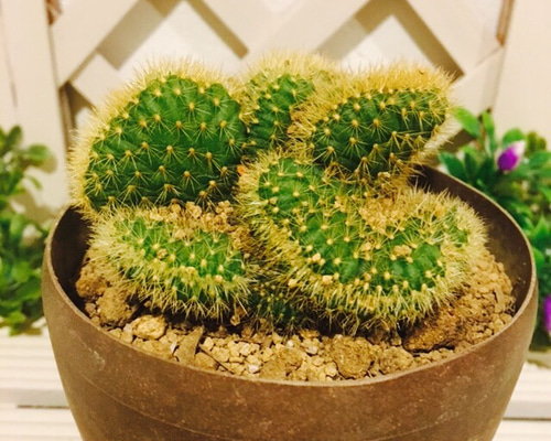 51.希少♡脳みそサボテン♡クライストカクタス♡1鉢のみ入荷 その他