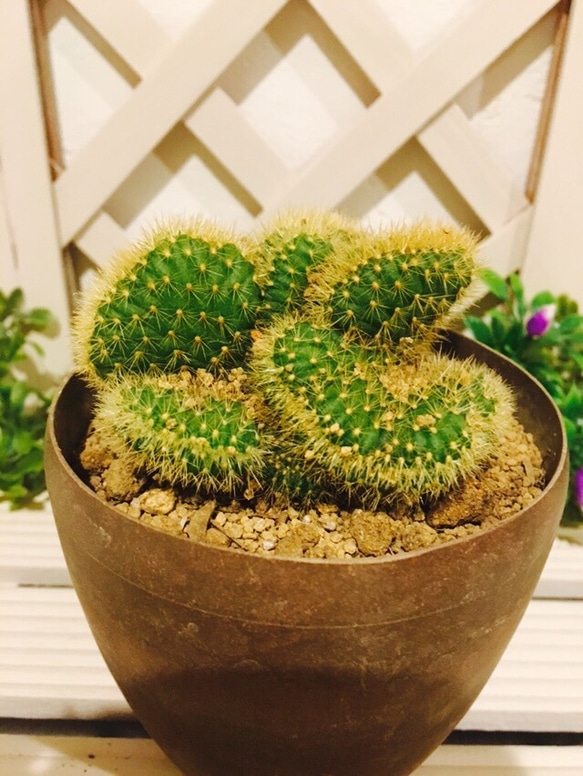 【希少】サボテン　仕立て 51.希少♡脳みそサボテン♡クライストカクタス♡1鉢のみ入荷 その他