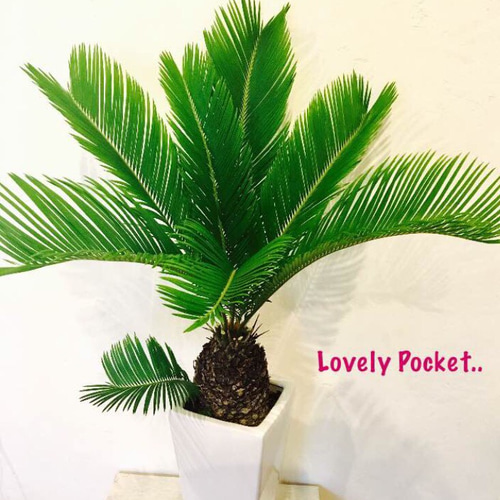 ソテツ 高さ約35cm