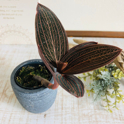 ジュエルオーキッド  3号　陶器鉢　グレー　観葉植物　インテリア 1枚目の画像