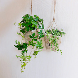 lovelyセット　シュガーバイン&グリーンネックレス 麻布　　壁掛けインテリア　観葉植物 2枚目の画像