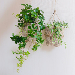 lovelyセット　シュガーバイン&グリーンネックレス 麻布　　壁掛けインテリア　観葉植物 4枚目の画像