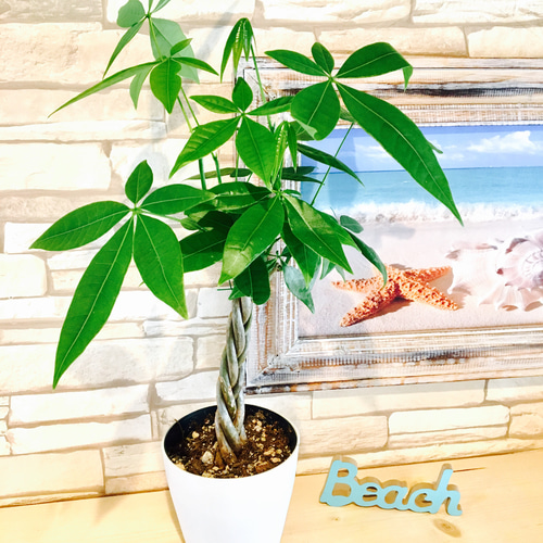 パキラ　観葉植物　丈夫です 観葉植物 パキラ 8号 ねじり エコストーンGray 付き | 観葉植物なら