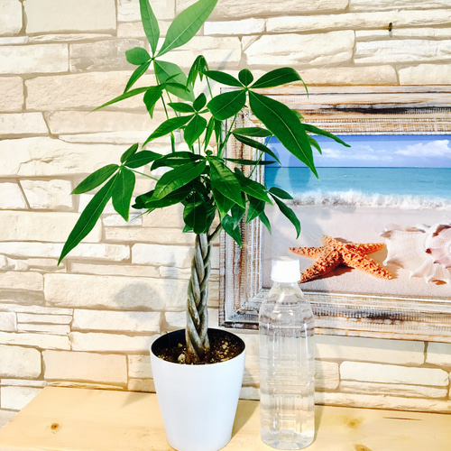 観葉植物 パキラ アクアティカ グラブラ 編み込み仕立て 8号鉢